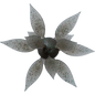 Coike Fish Gill L