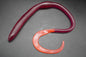 Bass Pro Shops Squirmin Worm 12inch | NUSHI Kyoto Japan