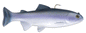 Huddleston 6 Top Hook | NUSHI Kyoto Japan