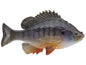 Huddleston Bluegill Top Hook | NUSHI Kyoto Japan